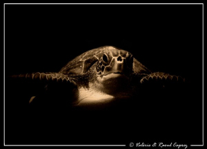 This turtle tried to eat my wide angle lens ! by Raoul Caprez 